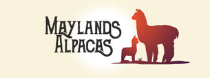 Maylands Alpacas