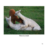 Llamas and Alpacas as a Metaphor for Life Book by Marty McGee Bennett