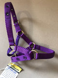 Zephyr Alpaca Halter