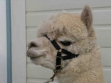 Zephyr Alpaca Halter