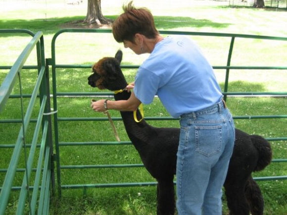 Handler Helper