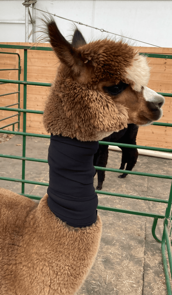 Camelid Neck Wrap